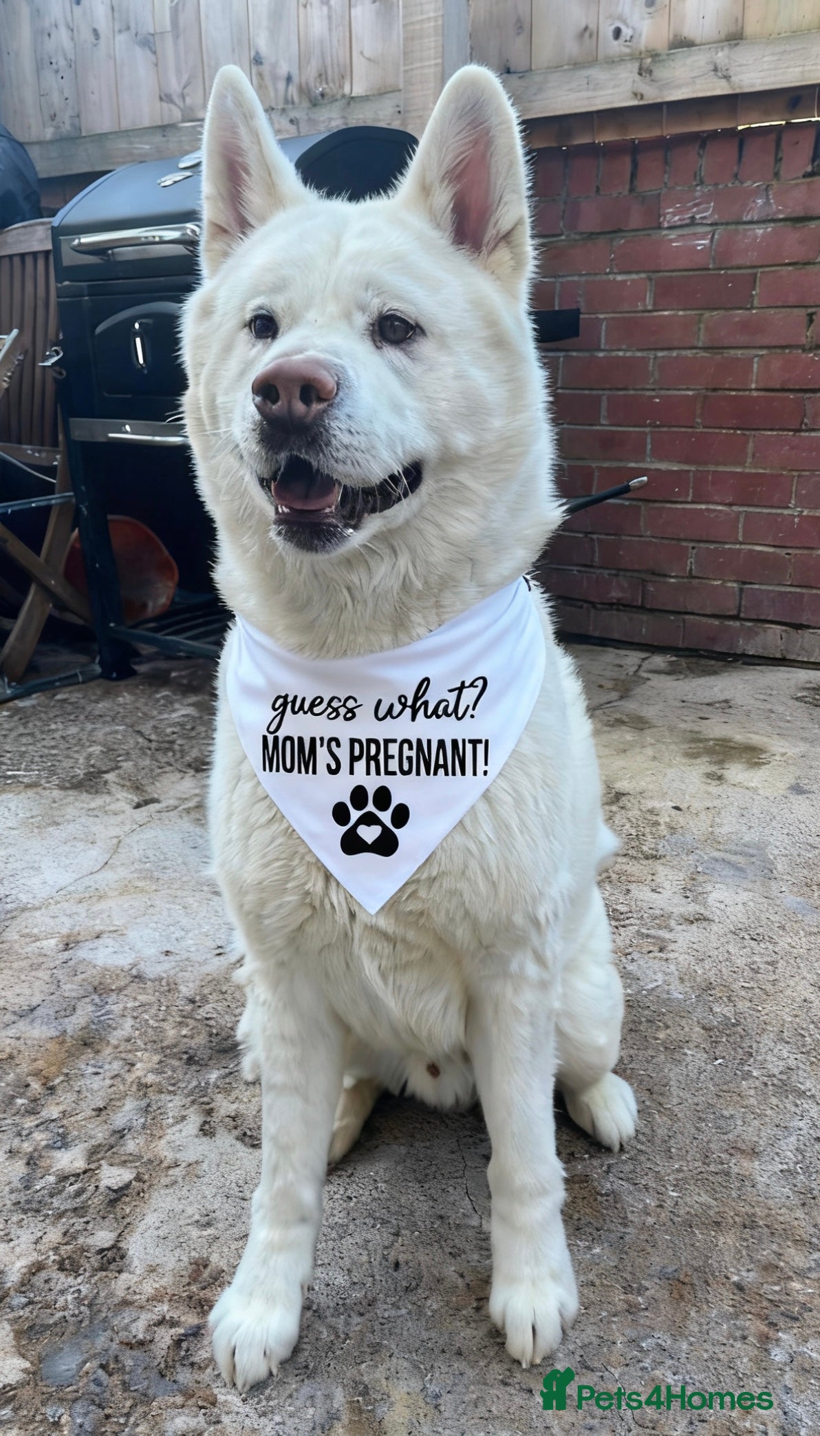 Akita dogs Akita - Advert 2