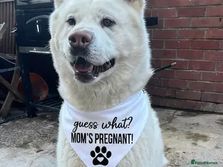 Akita dogs Akita - Advert 2