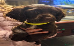 Sprocker dogs for sale: 2 x sprocker pups for sale  - Image 2