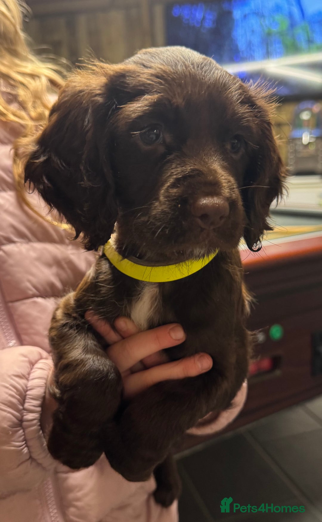Sprocker dogs for sale: 2 x sprocker pups for sale  - Image 2