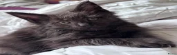 Maine Coon cats for sale: FEMALE READY NOW Black Smoke Maine Coon  - Advert 6