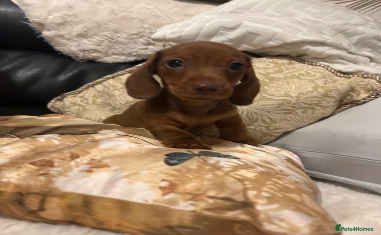 Miniature Dachshund dogs - Advert 3