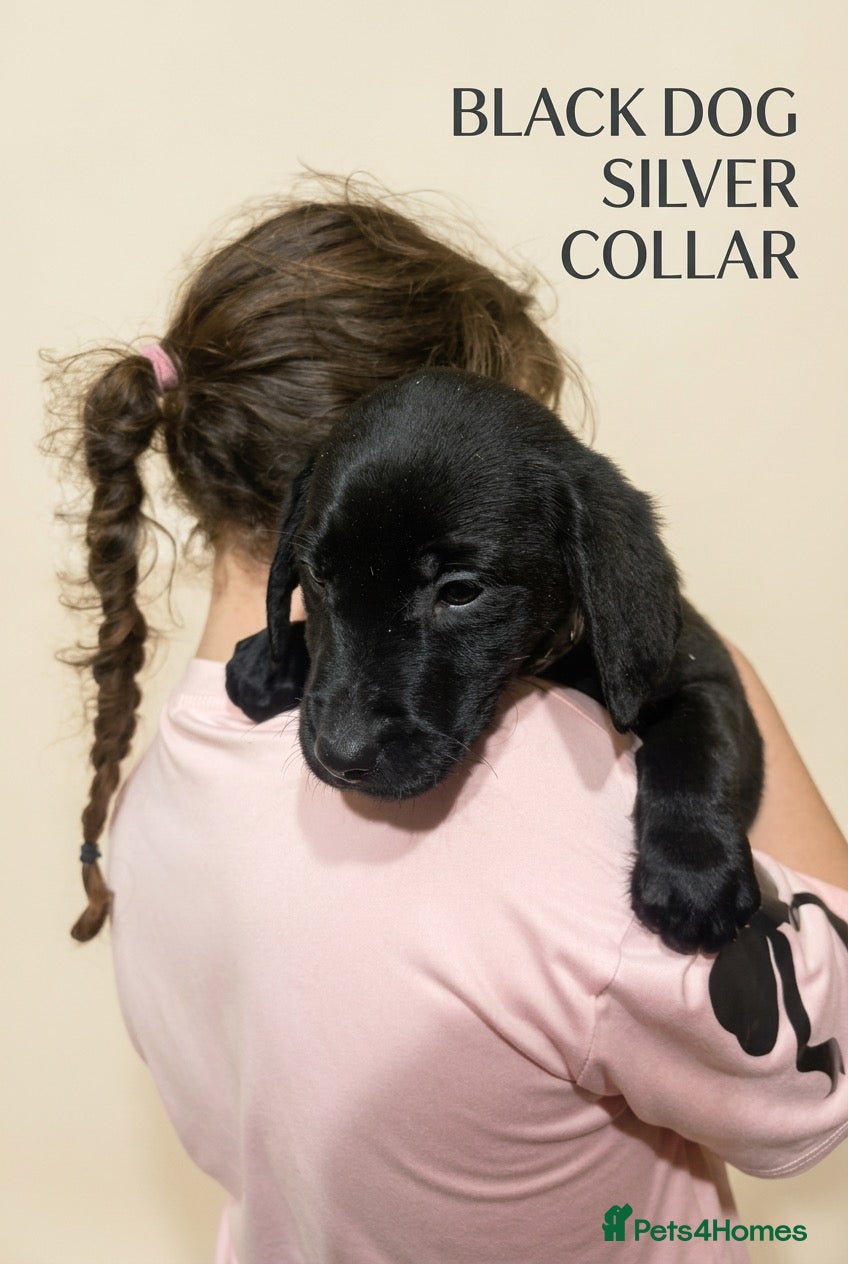 Labrador Retriever dogs for sale: Beautiful KC registered Labrador puppies  - Advert 2