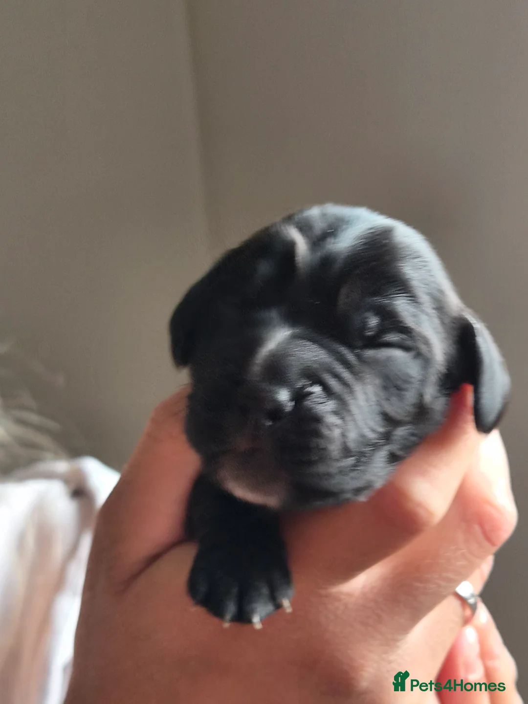 Cocker Spaniel dogs for sale: Beautiful litter of working cocker puppies - Advert 2