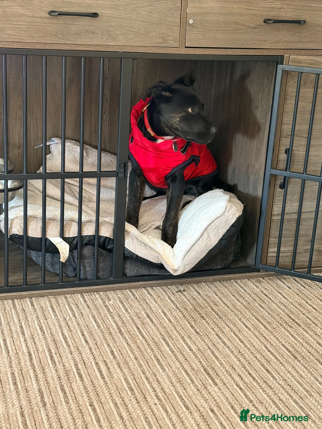 Mixed Breed dogs for sale: Pepsi - German Shepard x staffy 7 months in Leyland - Advert 12