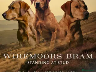 Labrador Retriever dogs Wiremoors Bram fox red Kc Reg & health tested dog - Advert 13