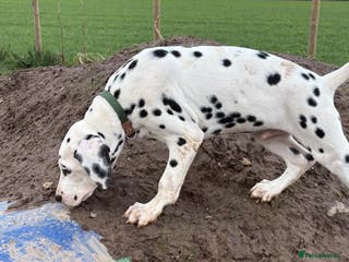 Dalmatian dogs Dalmatian puppy *Last Boy* read advert fully - Advert 16