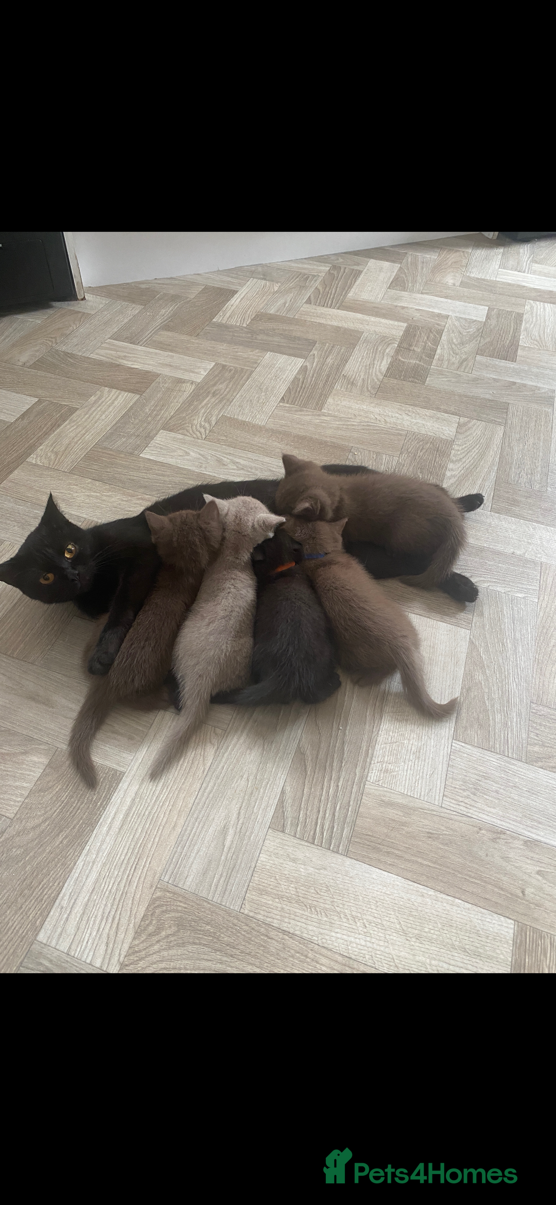 British Shorthair cats for sale: British shorthair kittens - Image 2