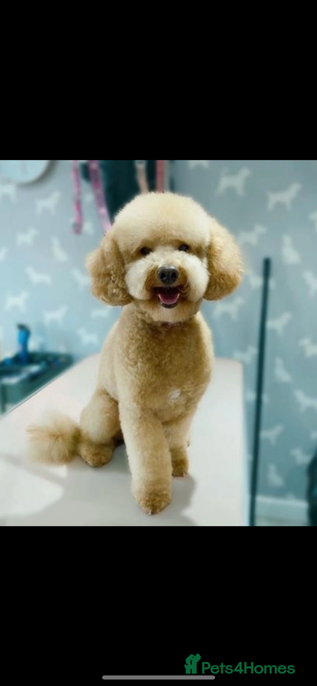 Cockapoo dogs for sale: F1b Toy Cockapoo puppy - Advert 21