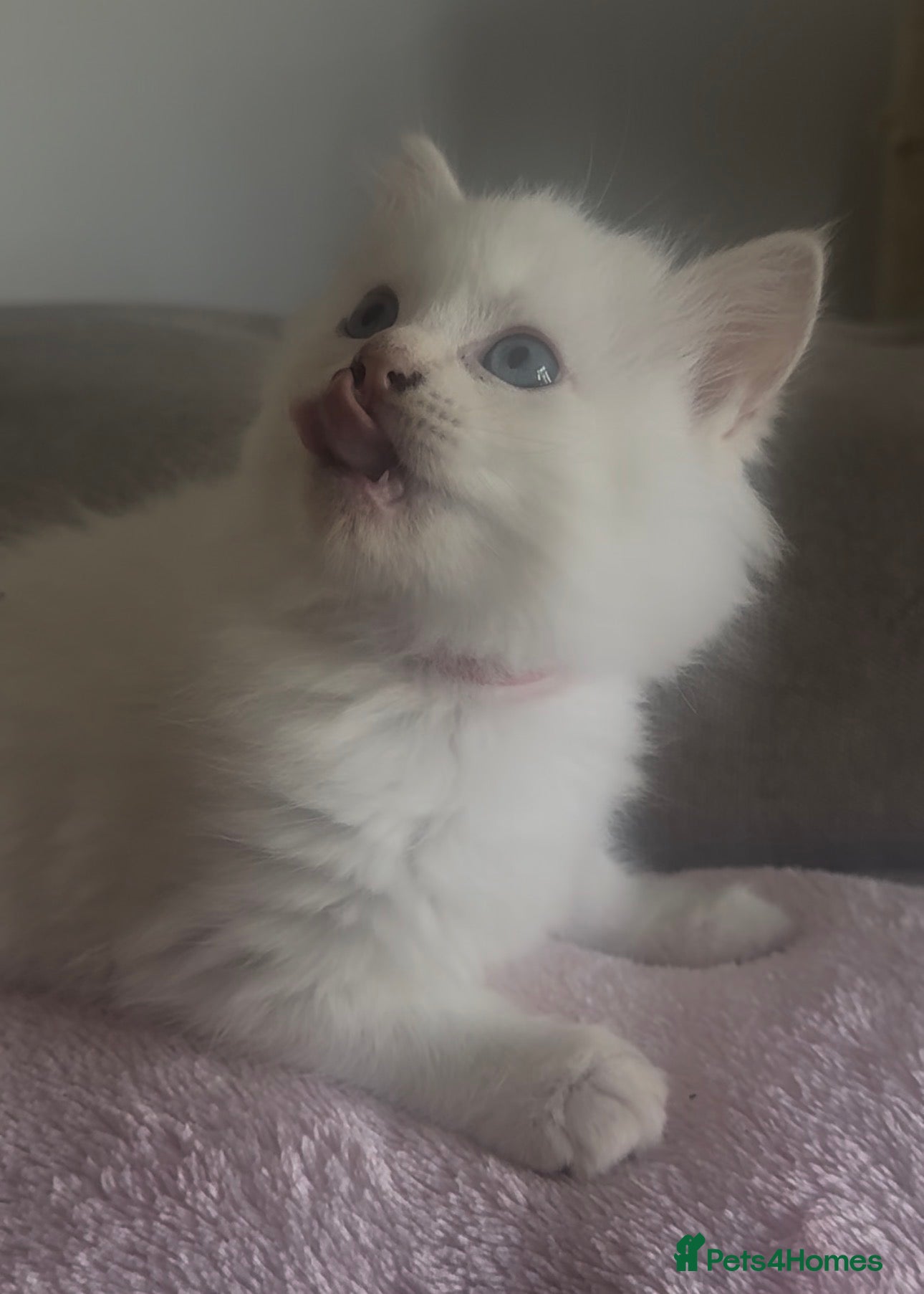 Ragdoll cats Ragdoll kittens champion breed GCCF show quality  - Advert 2