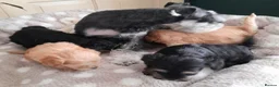 Schnoodle dogs for sale: Adorable schnoodle puppies  - Advert 9