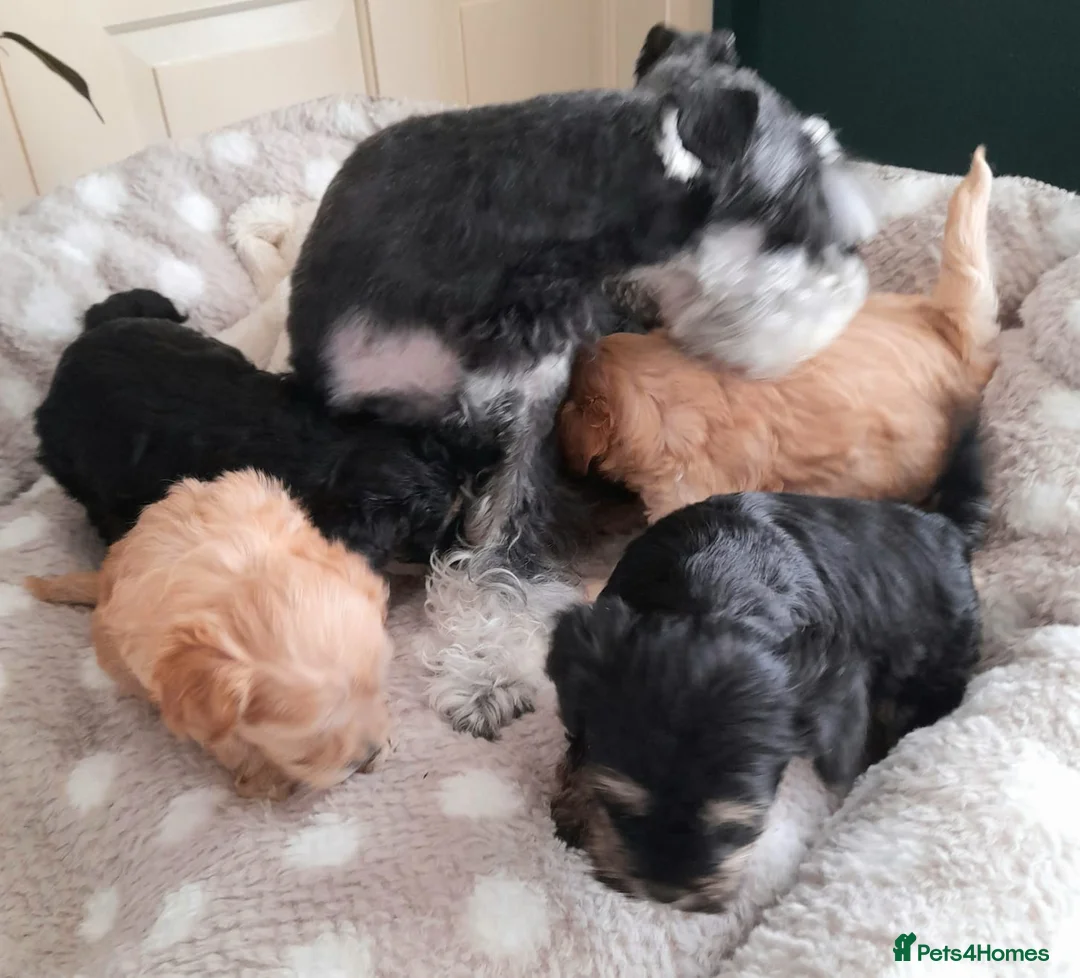 Schnoodle dogs for sale: Adorable schnoodle puppies  - Advert 9
