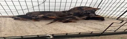 Dachshund dogs for sale: Ready to go  - Advert 9