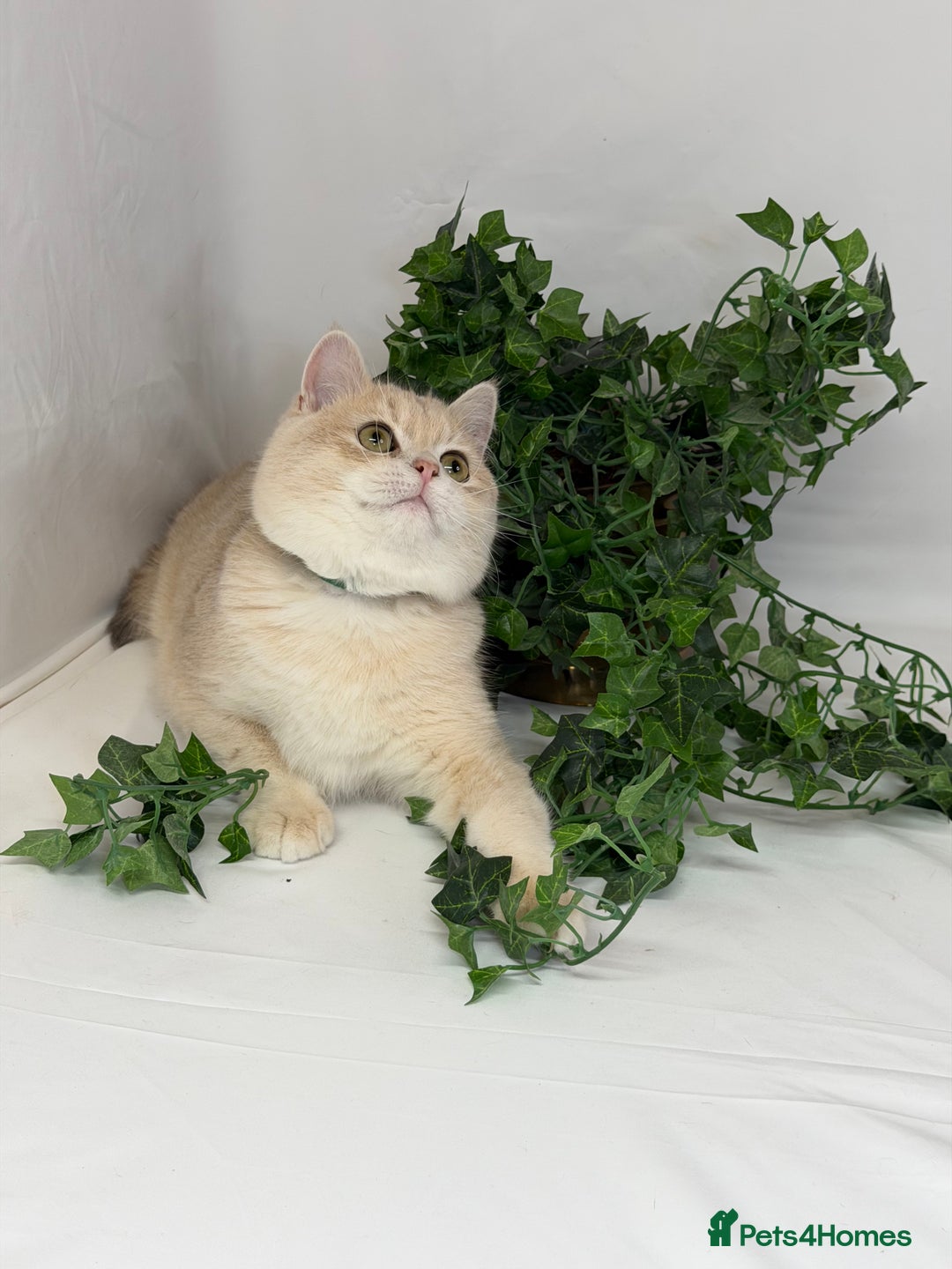 British Shorthair cats for sale: British shh blue golden boy GCCF  - Advert 5