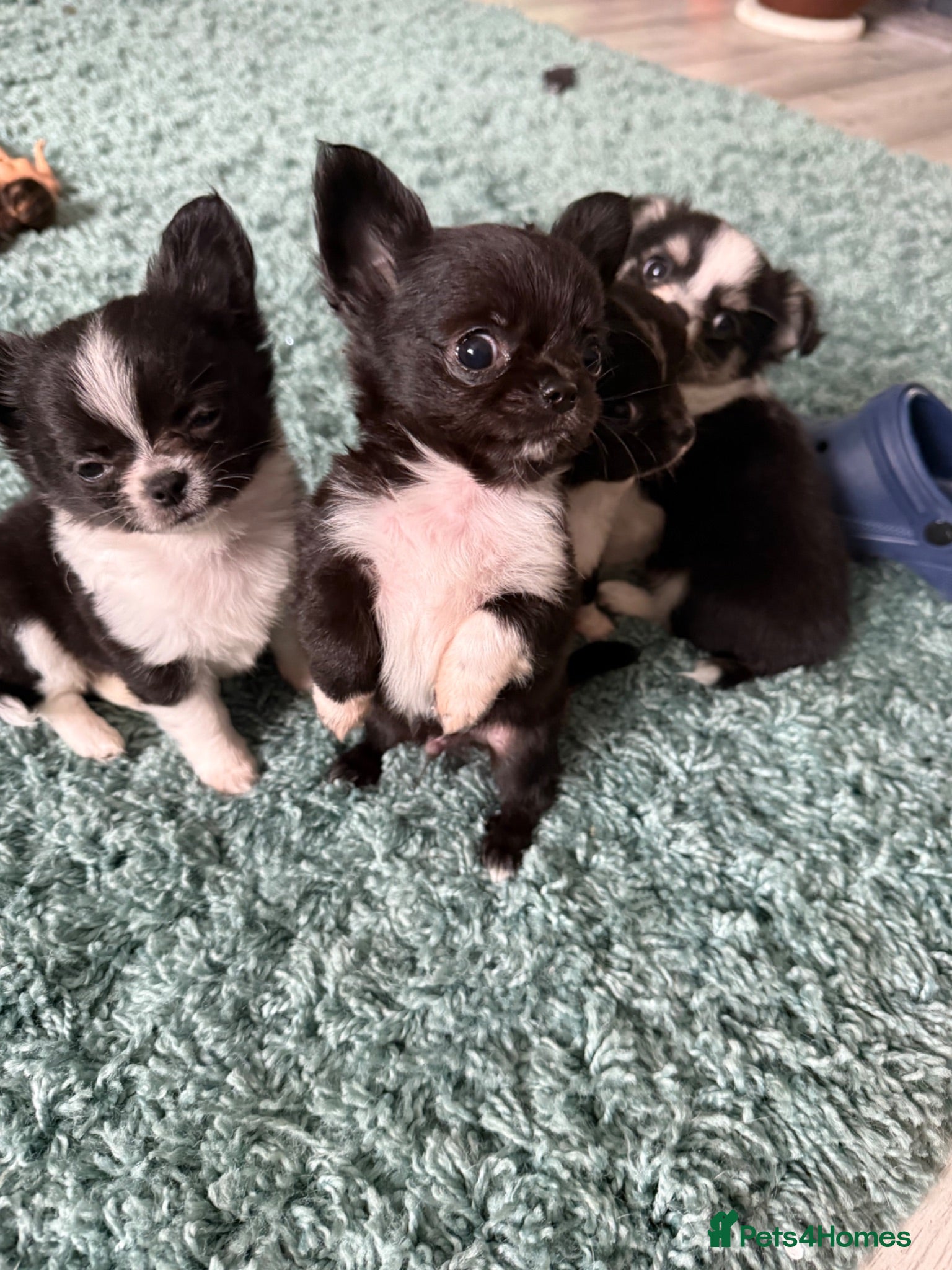 Chihuahua dogs READY NOW - Stunning litter of 4 l/c chihuahuas  - Advert 1