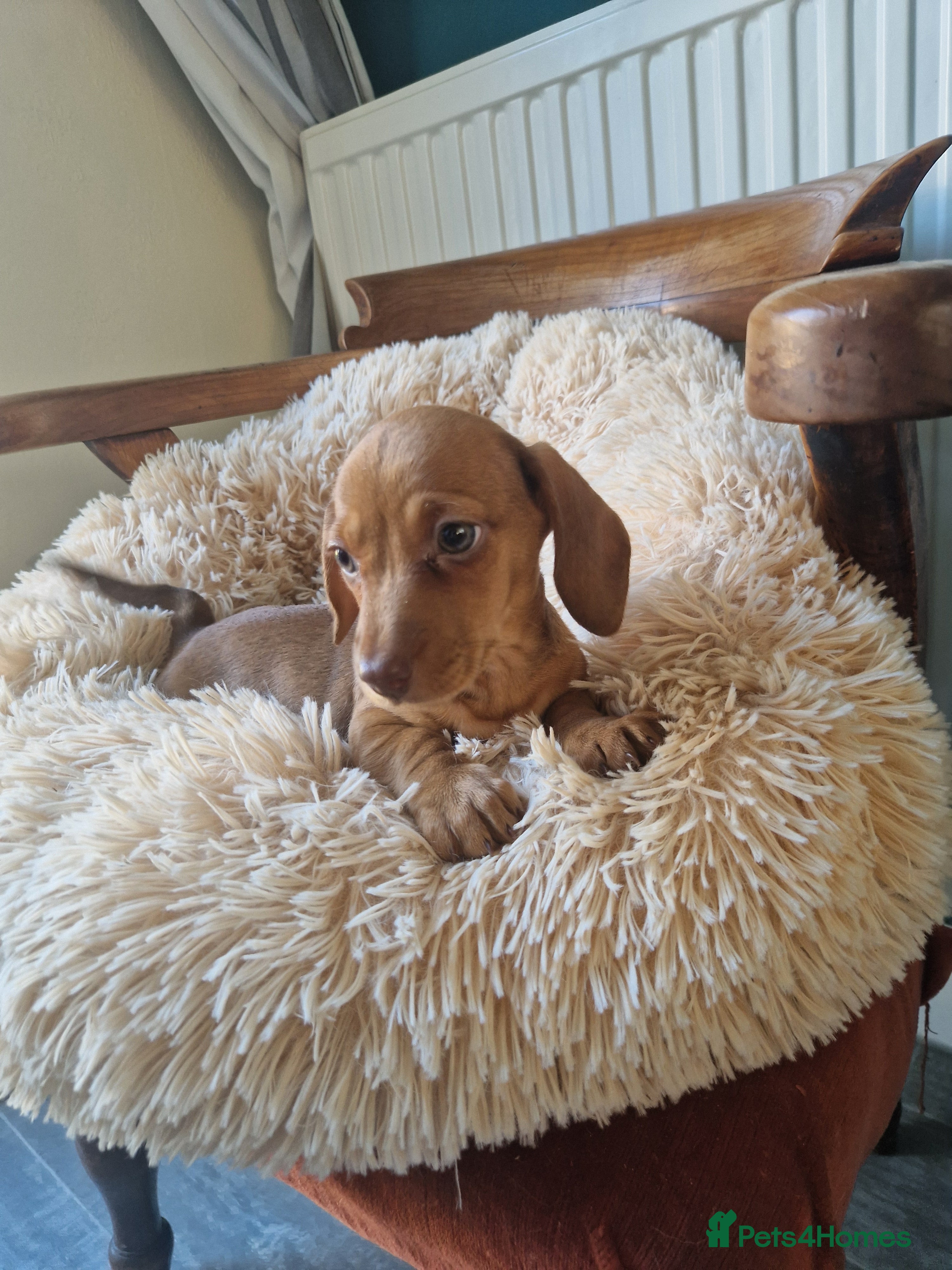 Miniature Dachshund dogs Red Kc registered miniature dachshund  - Advert 9
