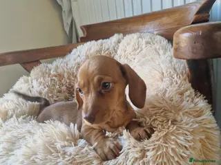 Miniature Dachshund dogs Red Kc registered miniature dachshund - Advert 9