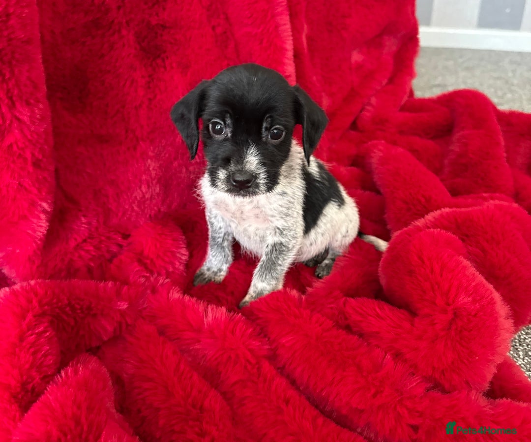 Mixed Breed dogs for sale: Gorgeous Springerjack Puppies  - Advert 12