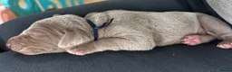 Weimaraner dogs for sale: Weimaraner puppies for sale  - Advert 7