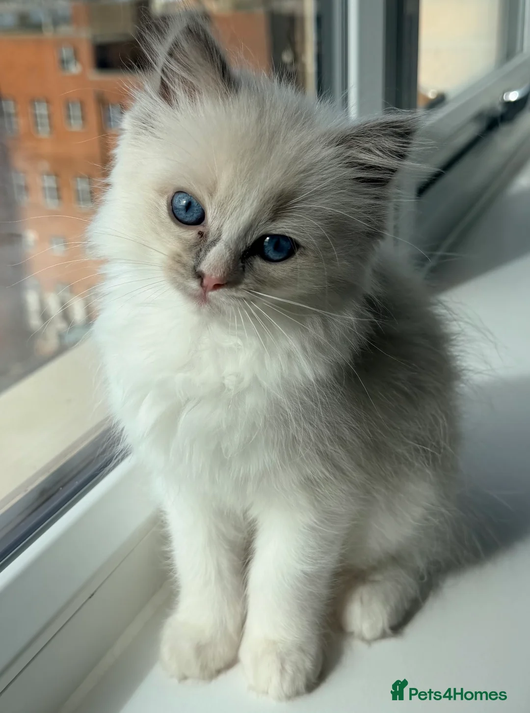 Ragdoll cats for sale: Pure Ragdoll Female Kitten  - Advert 2