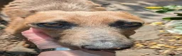 Lurcher dogs for adoption: JOLENE, female lurcher in rescue - Advert 2
