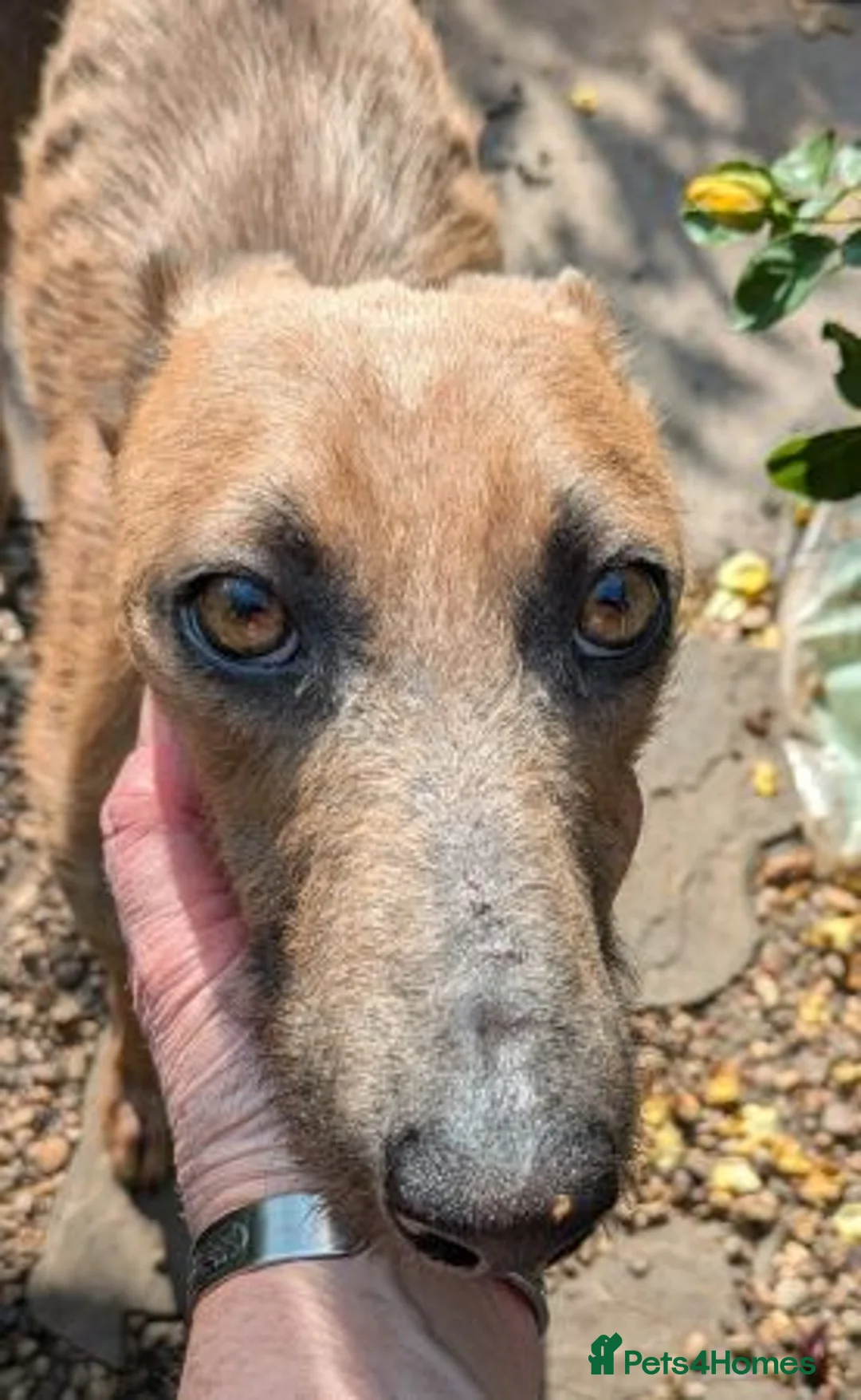 Lurcher dogs for adoption: JOLENE, female lurcher in rescue - Advert 2