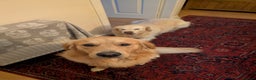 Golden Retriever dogs for stud: Fully Health Tested KC Golden Retriever in Saltcoats - Advert 8