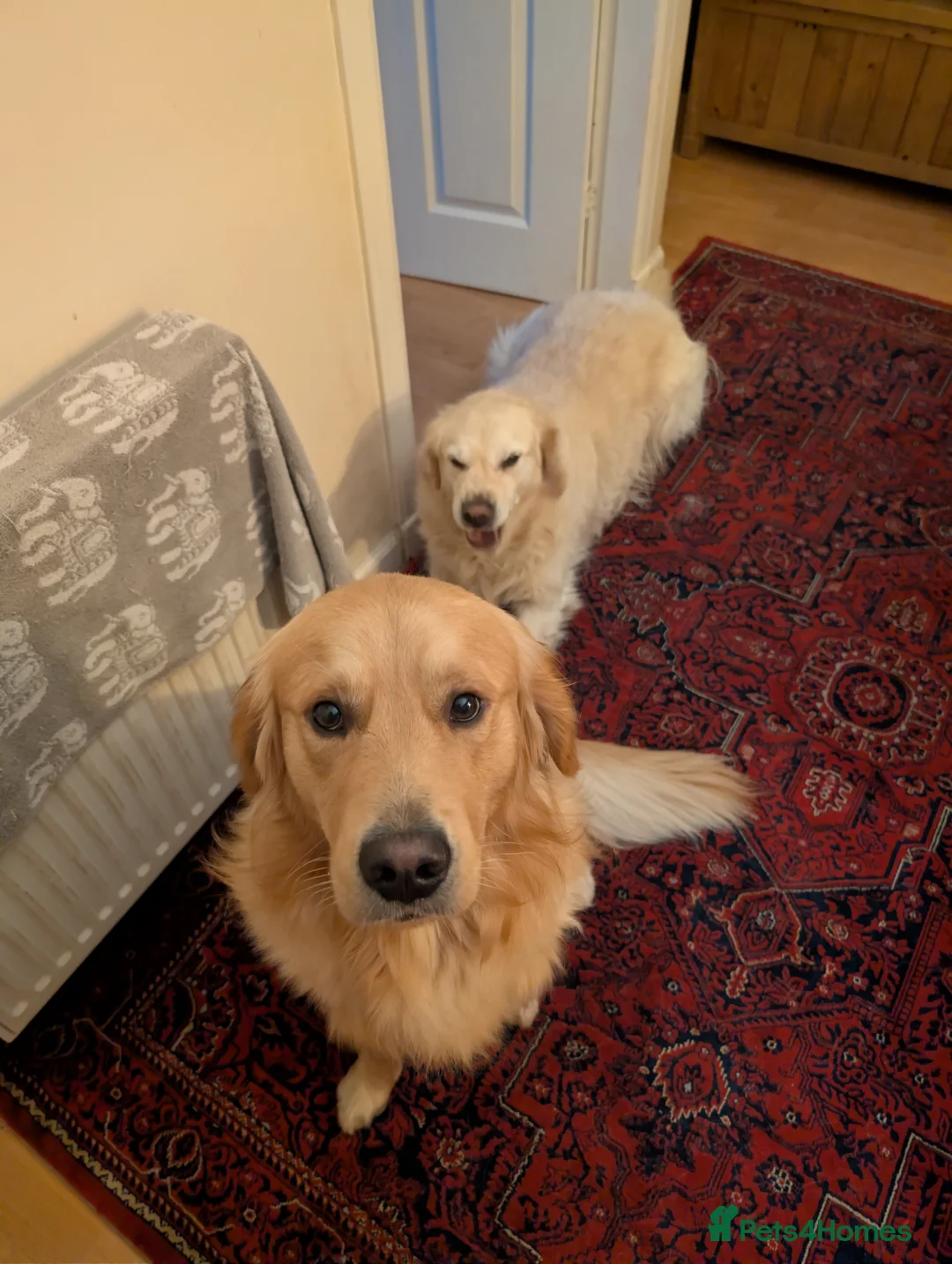 Golden Retriever dogs for stud: Proven - Fully Health Tested KC Golden Retriever in Saltcoats - Advert 8