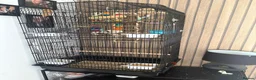 Budgerigars birds for sale: 2 male budgies for sale without or with cage in Colne - Advert 2