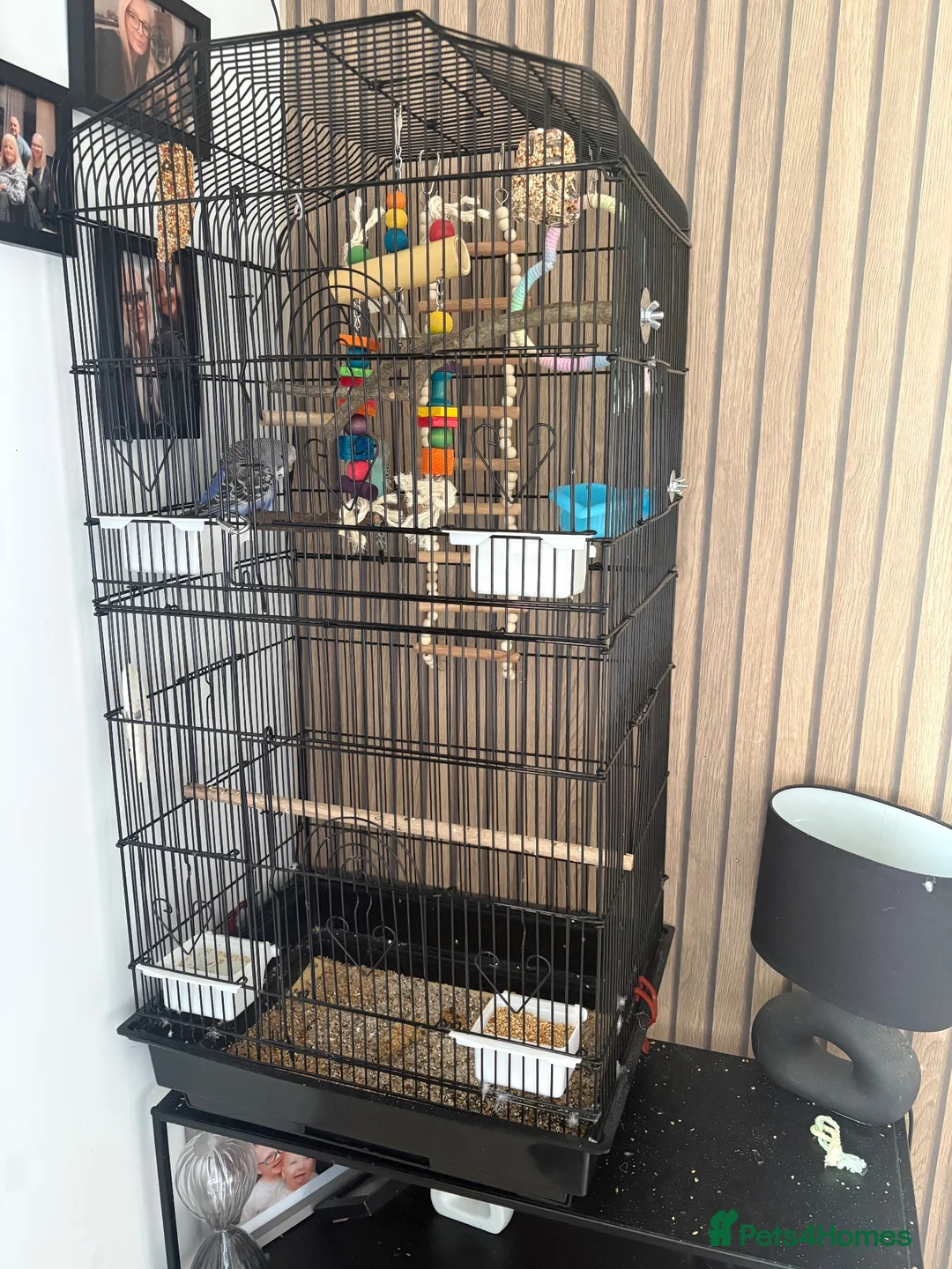 Budgerigars birds for sale: 2 male budgies for sale without or with cage in Colne - Advert 2