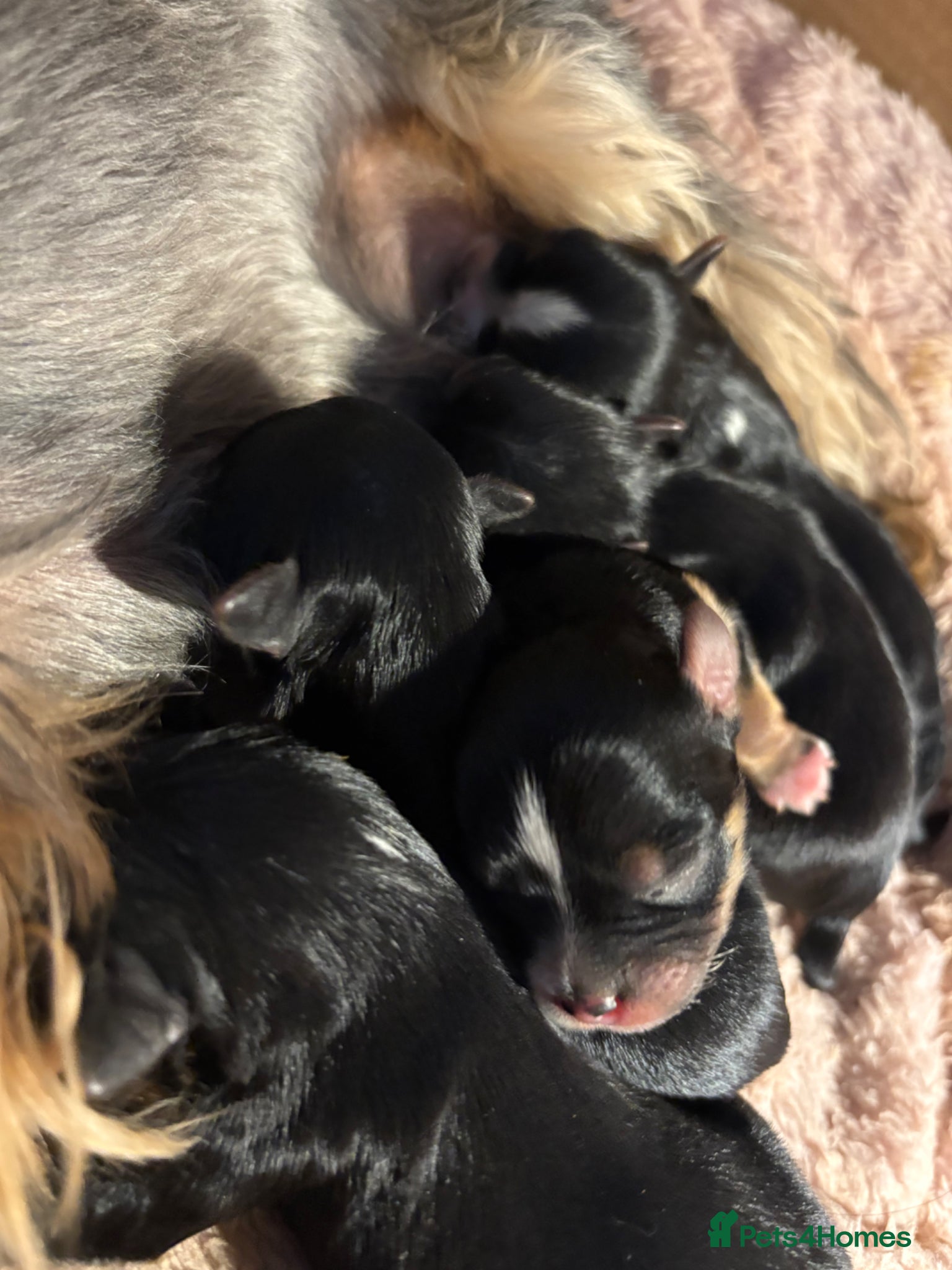 Yorkshire Terrier dogs Luxury Tiny Yorkie Puppies ✨ - Advert 1