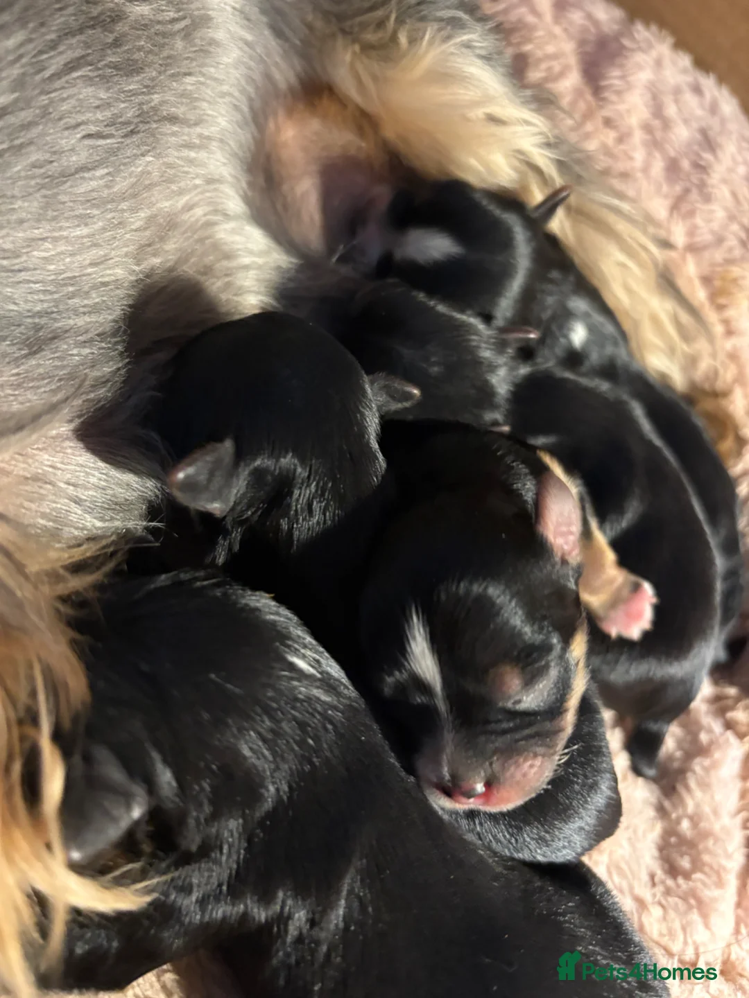 Yorkshire Terrier dogs for sale: Luxury Tiny Yorkie Puppies ✨ - Advert 1
