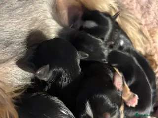 Yorkshire Terrier dogs Luxury Tiny Yorkie Puppies ✨ - Advert 1