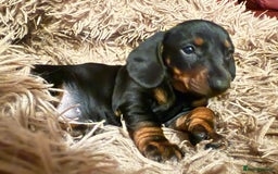 Dachshund dogs for sale: Smooth hair Dachshund puppies  - Image 11