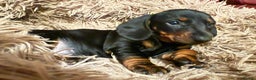 Dachshund dogs for sale: Standard Dachshund puppies  - Advert 12