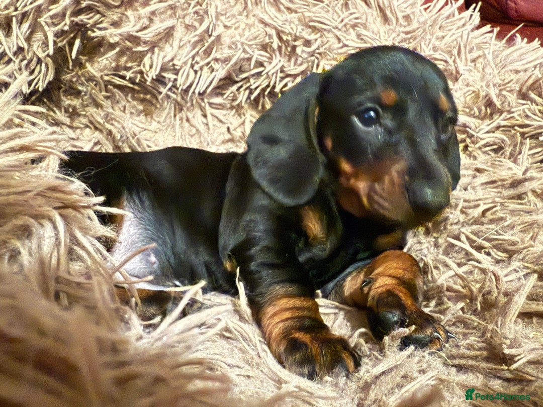 Dachshund dogs for sale: Smooth hair Dachshund puppies  - Image 11