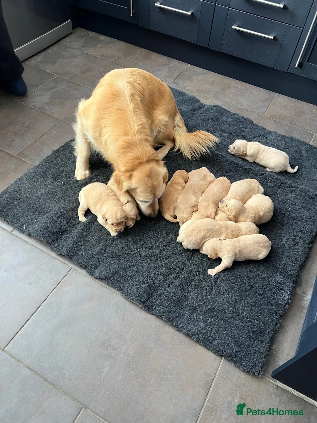 Golden Retriever dogs for sale: Kennel Club Health Tested Golden Retriever Puppies - Advert 20