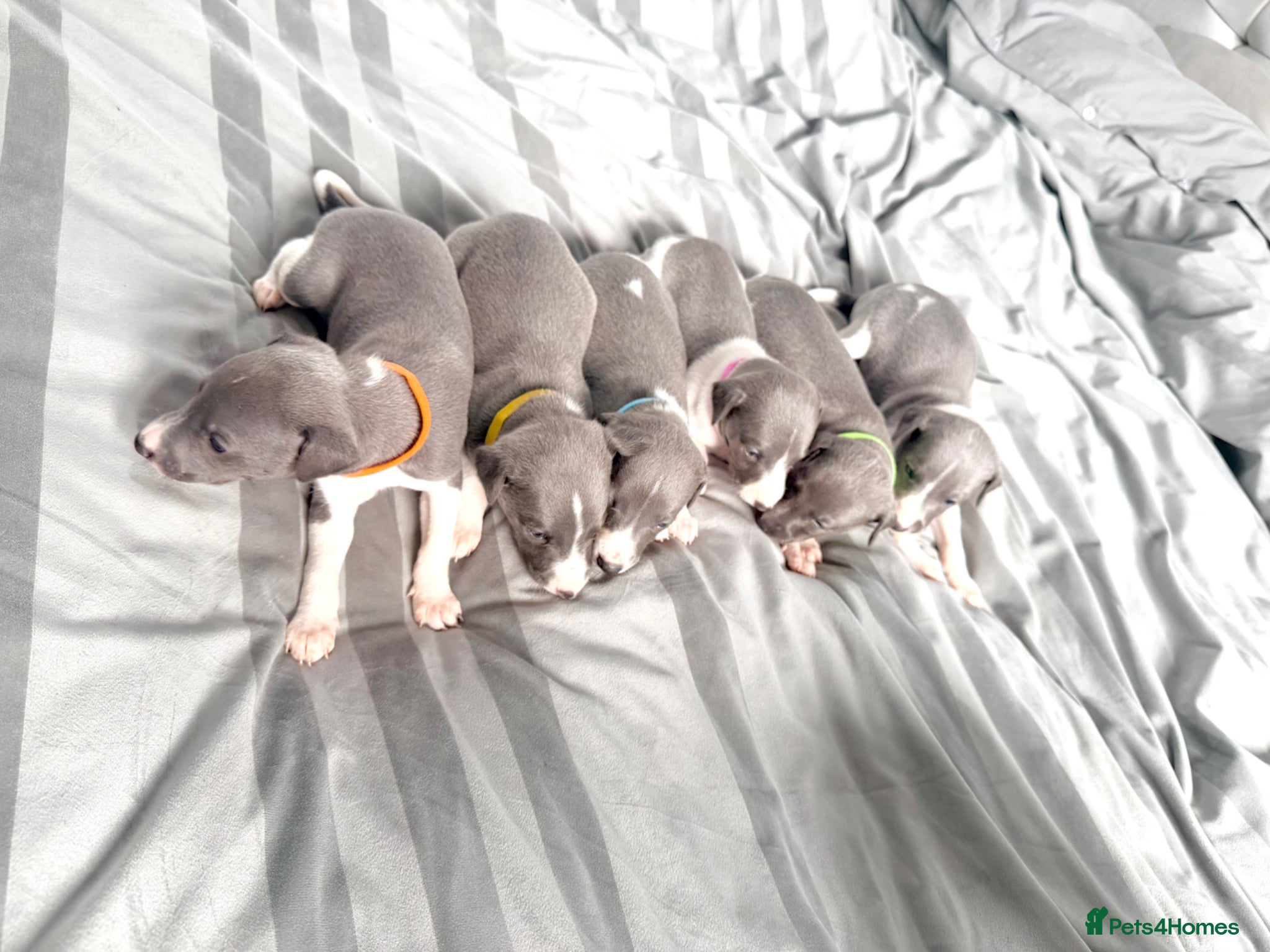 Whippet dogs Whippet puppies  - Advert 1