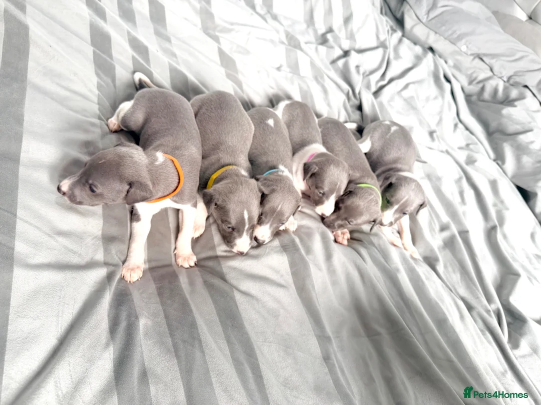 Whippet dogs for sale: Whippet puppies  - Advert 1