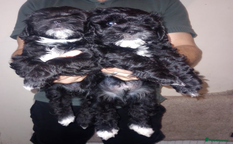Shihpoo dogs - Advert 7