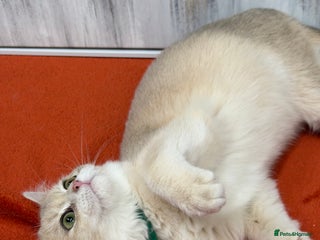 British Shorthair cats British shorthair golden TICA - Advert 2