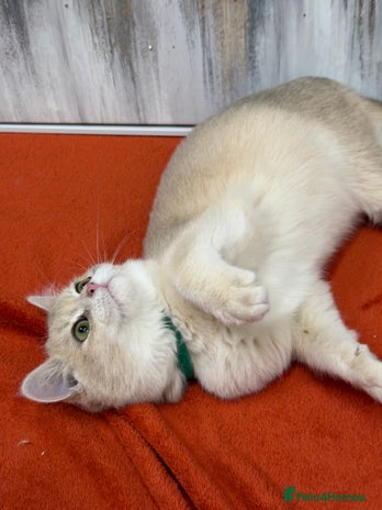 British Shorthair cats British shorthair golden TICA - Advert 1