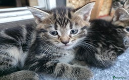 Mixed Breed cats for sale: Cute Kittens for sale (ASAP) - Image 18