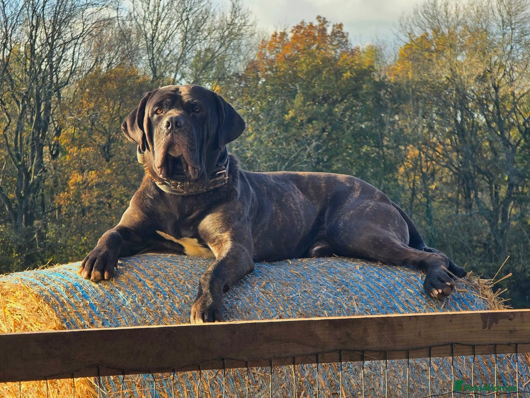 Cane Corso dogs for sale: Beautiful Italian Mastiff available - Image 3