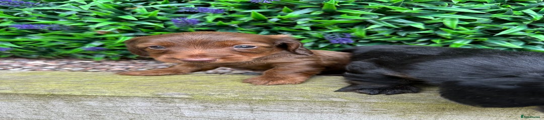 Miniature Dachshund Puppy 2