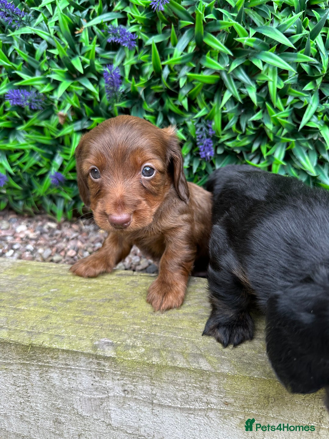 Miniature Dachshund dogs for sale: Long Haired Miniature Dachshund puppies - Image 6