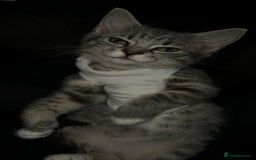 Mixed Breed cats for sale: Sweet Female Cats: Silver Tabby & Grey Longhair - Image 4