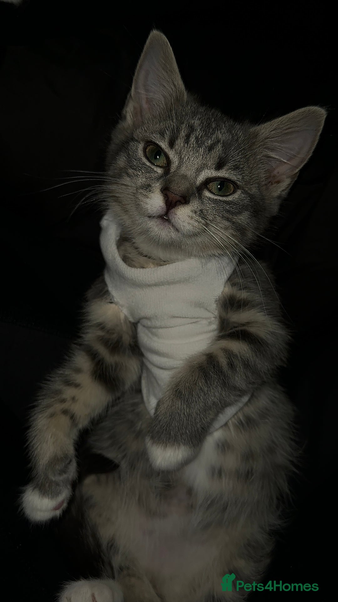 Mixed Breed cats for sale: Sweet Female Cats: Silver Tabby & Grey Longhair - Image 4
