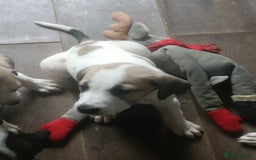 Mixed Breed dogs for sale: Puppies - Image 21