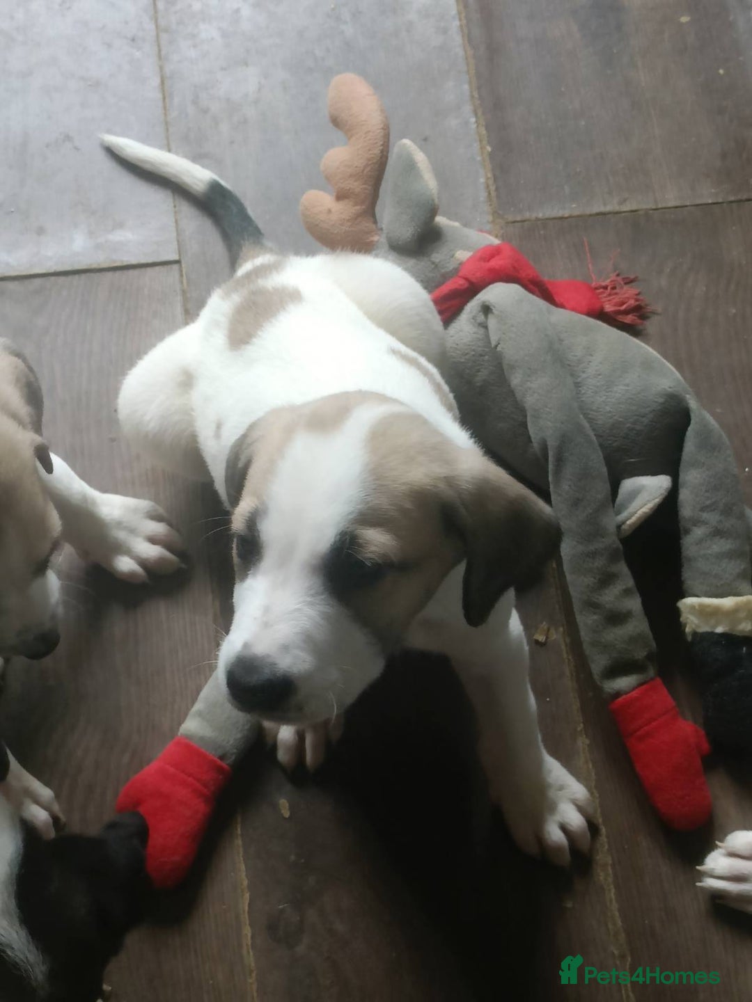 Mixed Breed dogs for sale: Puppies - Image 21